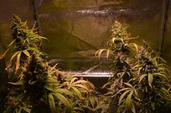 Jack Herer 2.JPG