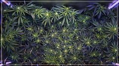 FLO+20 vue dessus 1 +.jpg