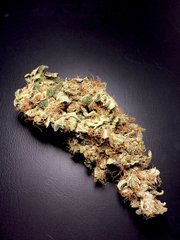 Chicle aka Bubbledawg - TH Seeds