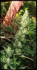 #741 Sensiseeds exté