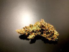 Kosher Sorbet - DNA Genetics
