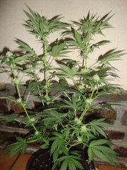 black bomb