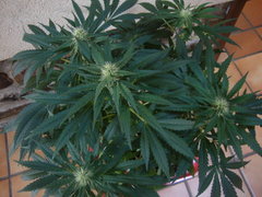 negra44