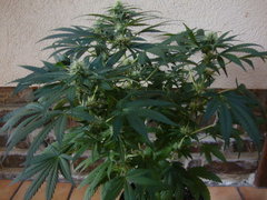negra44