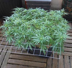 DSCN1199.JPG
