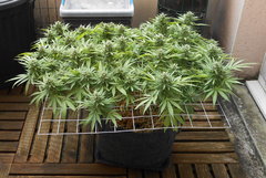 DSCN1227.JPG