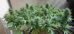 DSCN1251.JPG