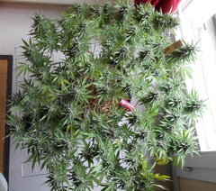 DSCN1258.JPG