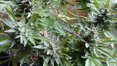 DSCN1264.JPG