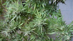 DSCN1268.JPG