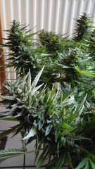 DSCN1273.JPG