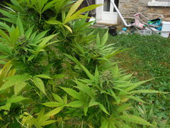 DSCN3952.JPG