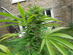 DSCN3954.JPG