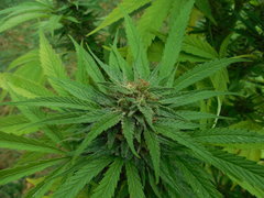 DSCN3955.JPG