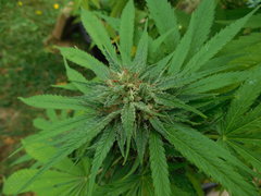 DSCN3956.JPG