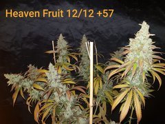 Heaven Fruit A