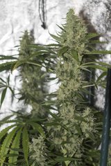 Strawberry Amnesia FLO+53