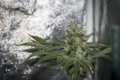 Kosher Sorbet FLO+53