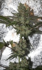 Kosher Sorbet FLO+58