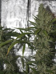 Strawberry Amnesia FLO+58