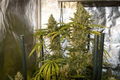 Strawberry Amnesia FLO+66
