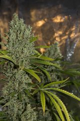 Strawberry Amnesia FLO+70