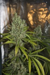 Strawberry Amnesia FLO+70