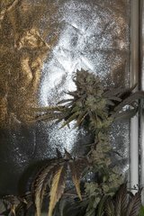 Kosher Sorbet FLO+70