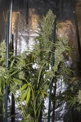 Strawberry Amnesia FLO+70