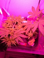 IMG_20180413_133244.jpg
