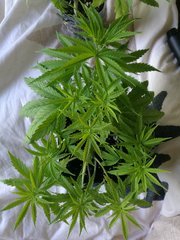 IMG_20180419_095605.jpg