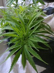 IMG_20180419_095726.jpg