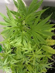 IMG_20180423_183124.jpg