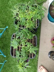 IMG_20180430_142932.jpg