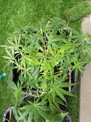 IMG_20180430_142939.jpg