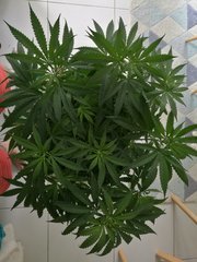 IMG_20180513_142937.jpg
