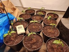 IMG_20191027_193446.jpg