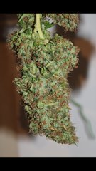 Power-flower cut +82 (12/12)