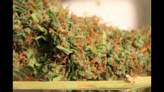 Power-flower cut +67 flo