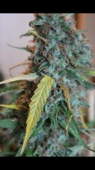 Power-flower +40 cro/ +82 (12/12)