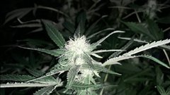 Sweet-zkittles +65 cro/+15 str/+3 flo