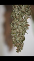 Critical + +71 flo /+7 sechage