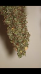 Amnesia Haze #2 +7 sechage