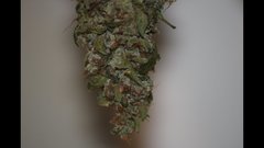 Amnesia Haze +8 séchage