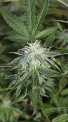 Sweat zkittles