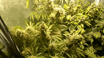 20191102_222958.gif.dbfbc6ee5b50ae810392e531d17883e0.gif