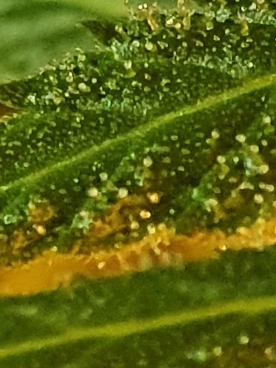 20191111_195247.jpg