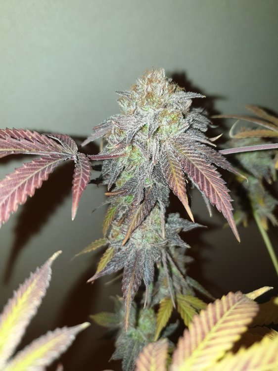 20191120_191626-min.jpg