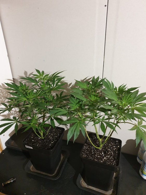 20191122_191724-min.jpg