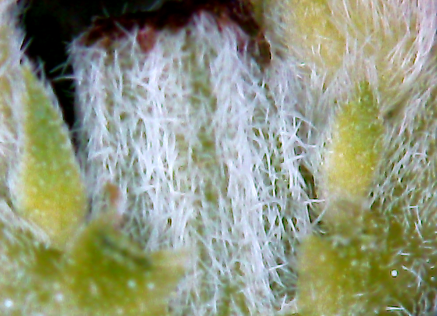 209746295_CaptureERDA2.PNG.e9d594ccd4fe6a0cd6ba73e9a9bb68e9.PNG